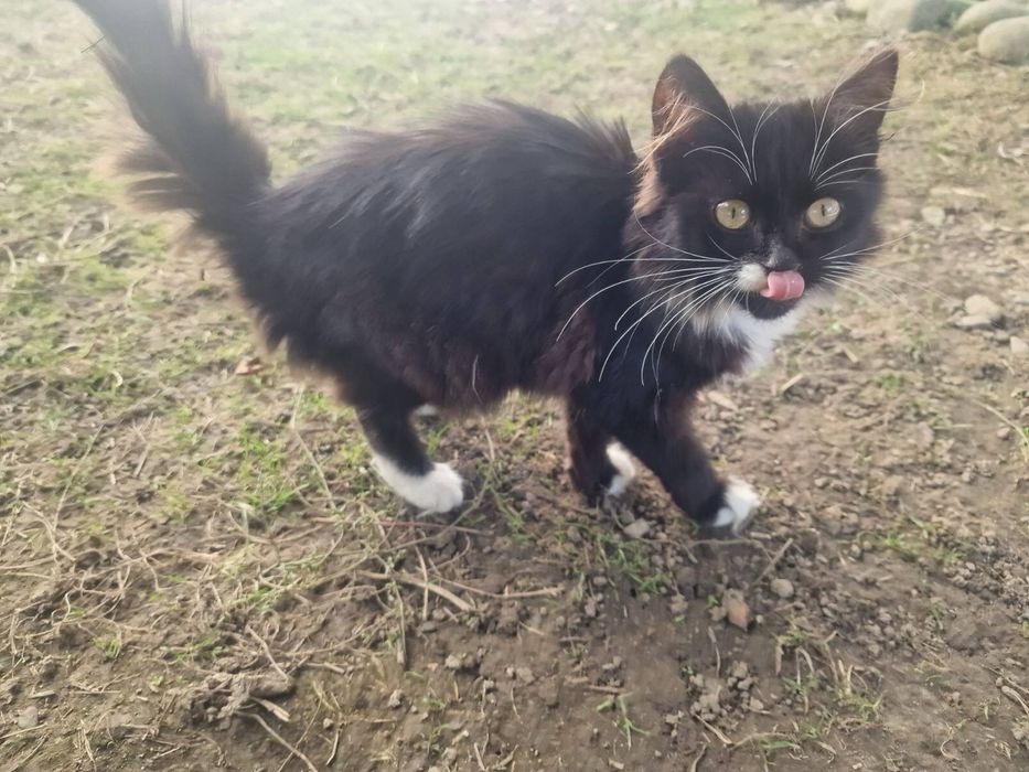 Котики в добрі руки