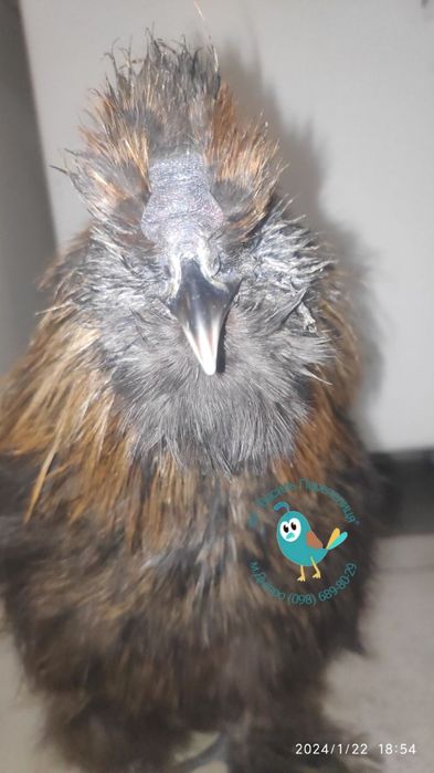 Півень Китайська Шовкова