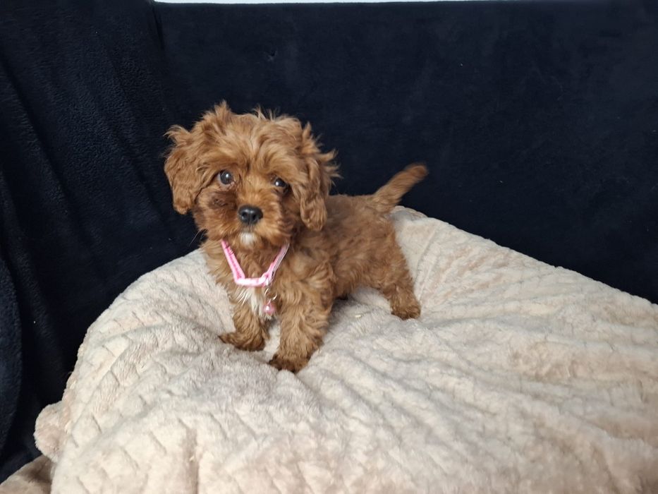 Cavapoo suczka gotowa