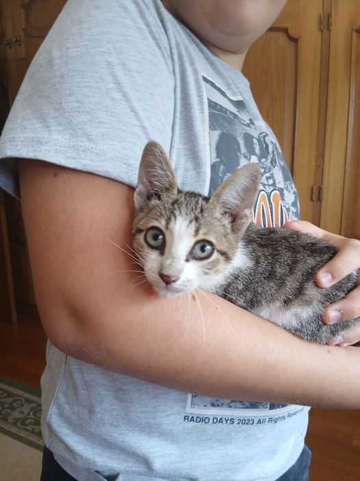Gatos bebês para adoção