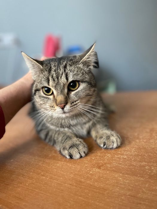 Котята котики отдам котенок мальчик