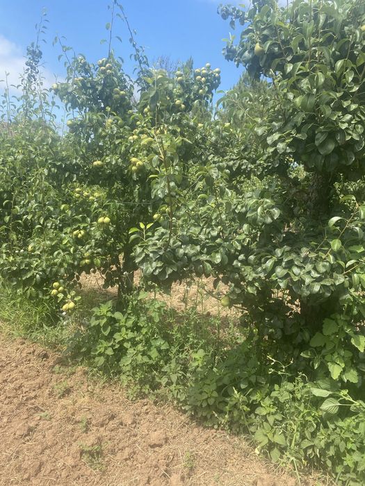 Corta mato, limpezas de jardins etc