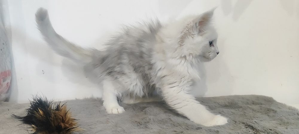 Maine Coon com LOP