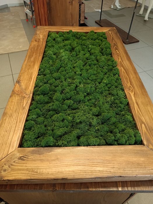 Chrobotek w drewnianej ramie