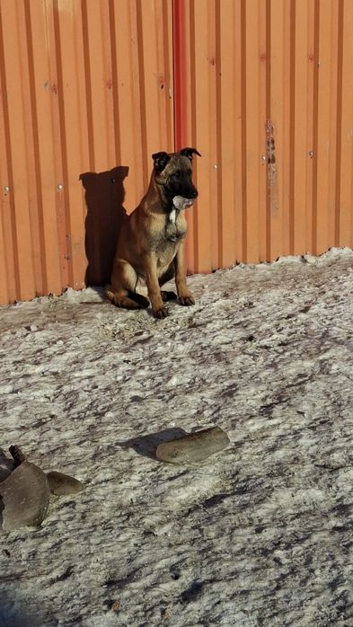 Owczarek belgijski malinois szczeniak samiec