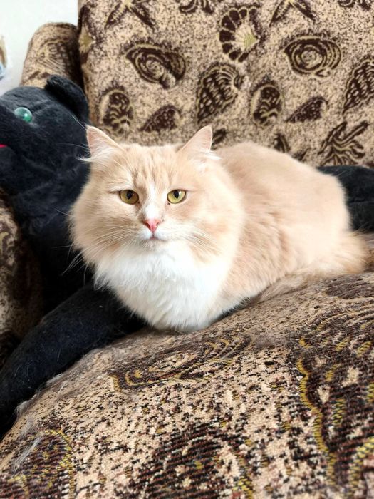 Молодий пухнастий котик