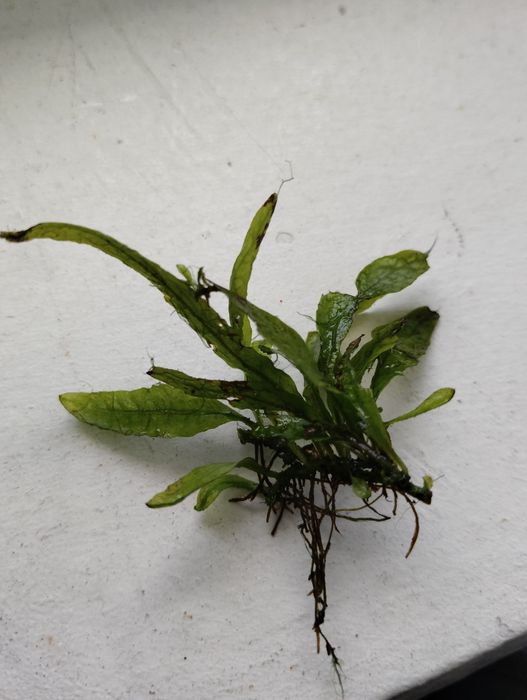 Plantas para aquários