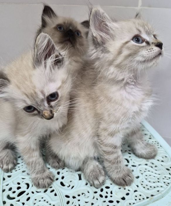Котята Невские маскарадные