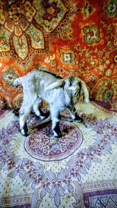 Козлята, козы ,коза