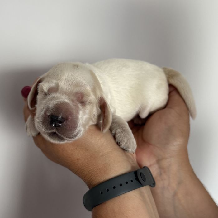 Suczka orange roan cocker spaniel angielski szczeniak do rezerwacji