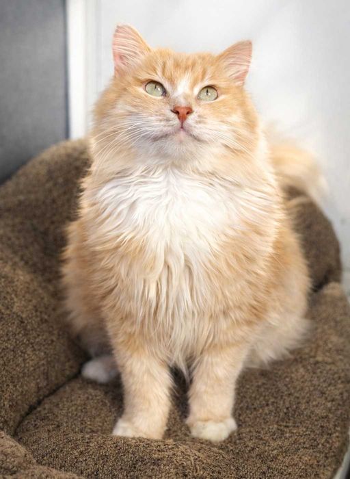 Шикарний котик з поглядом хитрих зелених очей. Льоні 3–5 років.