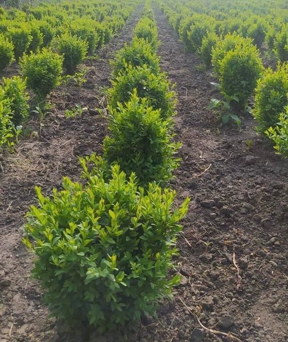 Продам Самшит (Різний розмір)