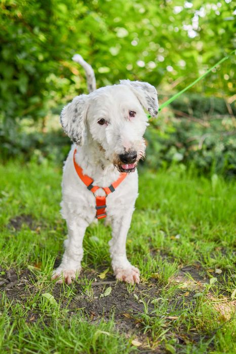 Bingo - pies w typie owczarka nizinnego do adopcji!