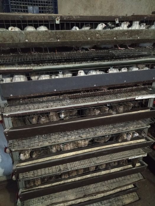 Перепілки домашні