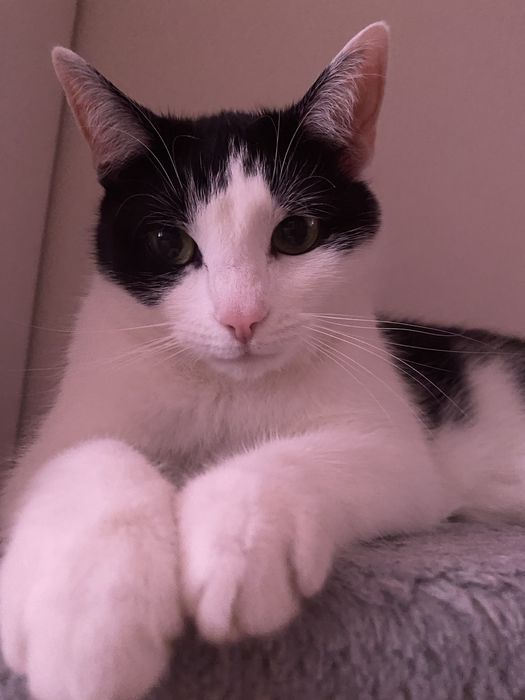 Kotka Emi oddam za darmo w dobre ręce