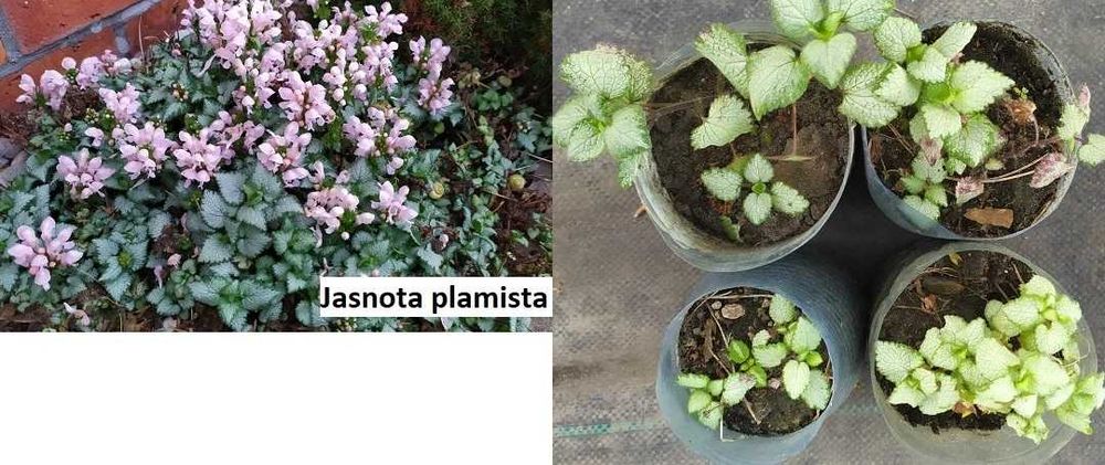 Przywrotnik, kopytnik, miodunka, jasnota plamista, berberys
