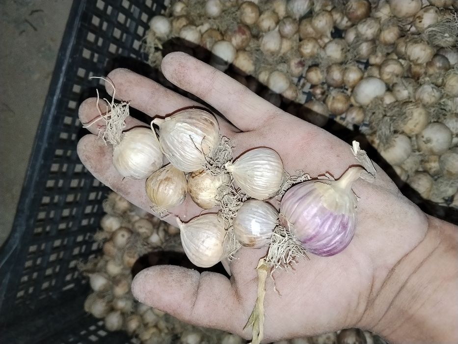 Продам часник однозупку