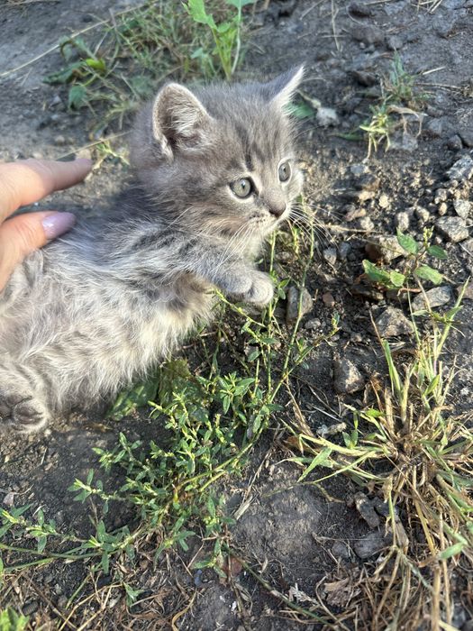 Котики і киці безкоштовно