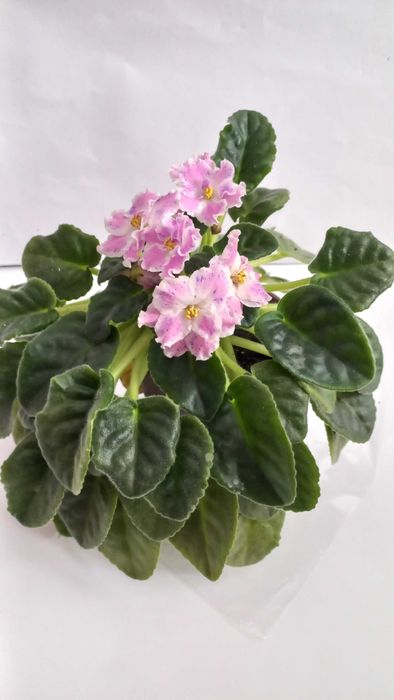 Фіалка сенполія кімнатна рослина