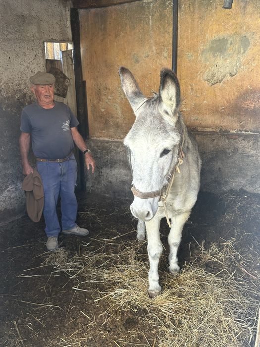 Burro Forte e Manso
