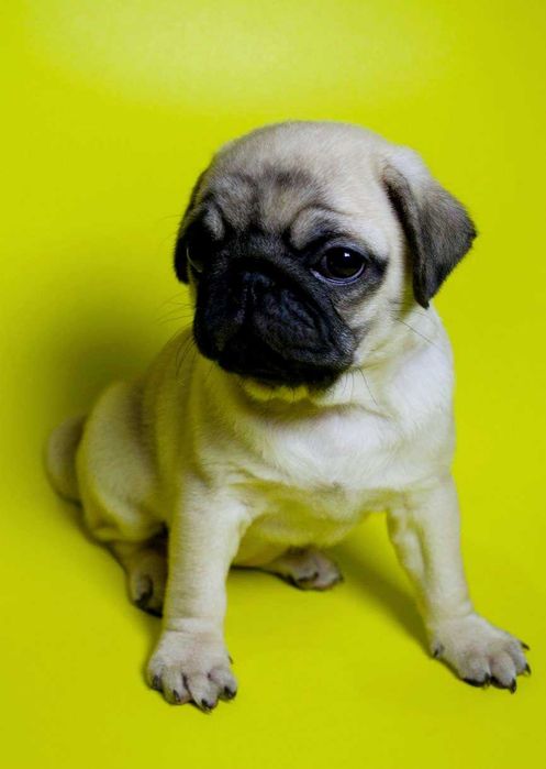 Pug Carlin  prontos para nova familia