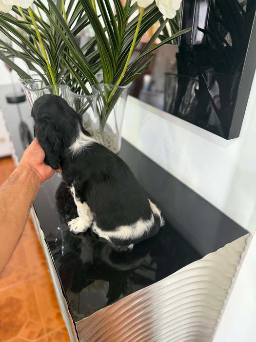 Cocker Spaniel Inglês MACHO  BRANCO E PRETO com LOP e AFIXO