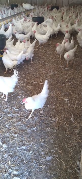 Kury Nioski Leghorn 24 tygodnie! Wysyłka od 10 sztuk.