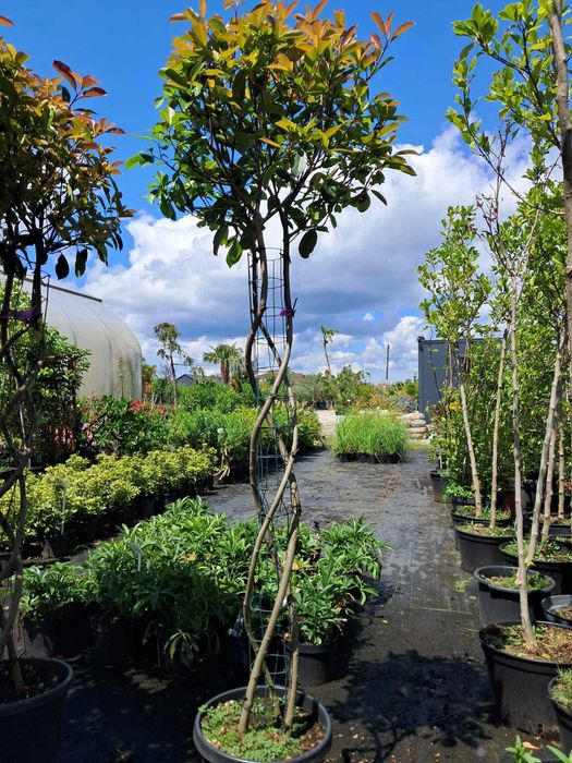 Głogownik w formie spirali zimozielony 1.8m-2m