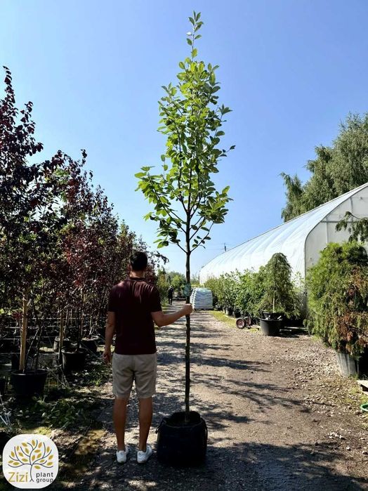 jarząb mączny, Sorbus aria Lutescens i Majestica, obwody 8-14cm, srebrzyste liście