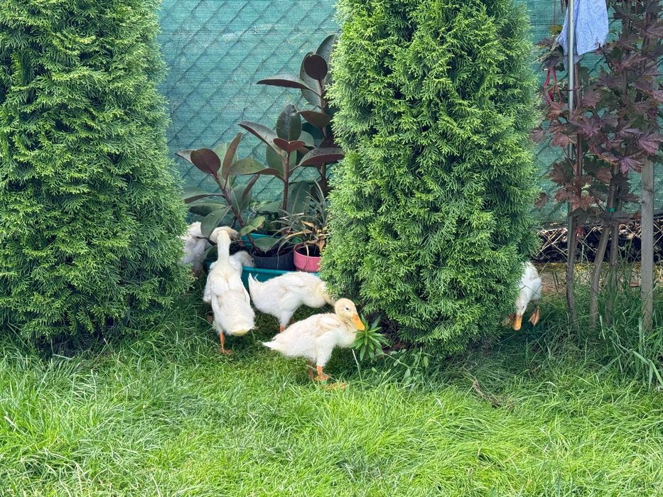 Kaczki biegusy czysto biale