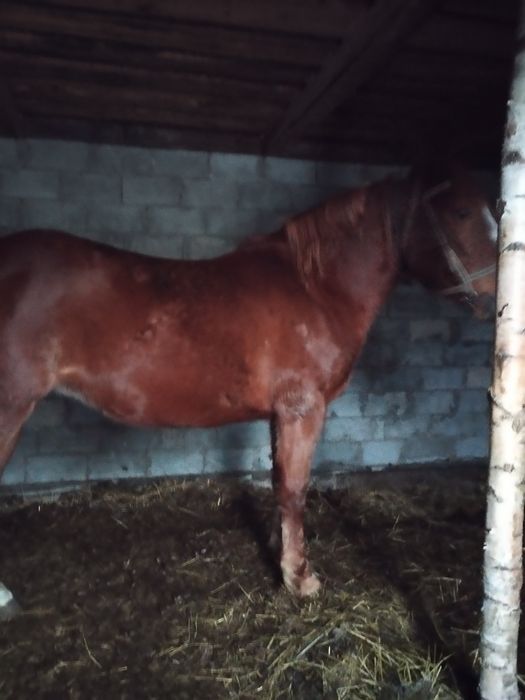 Продається кобила