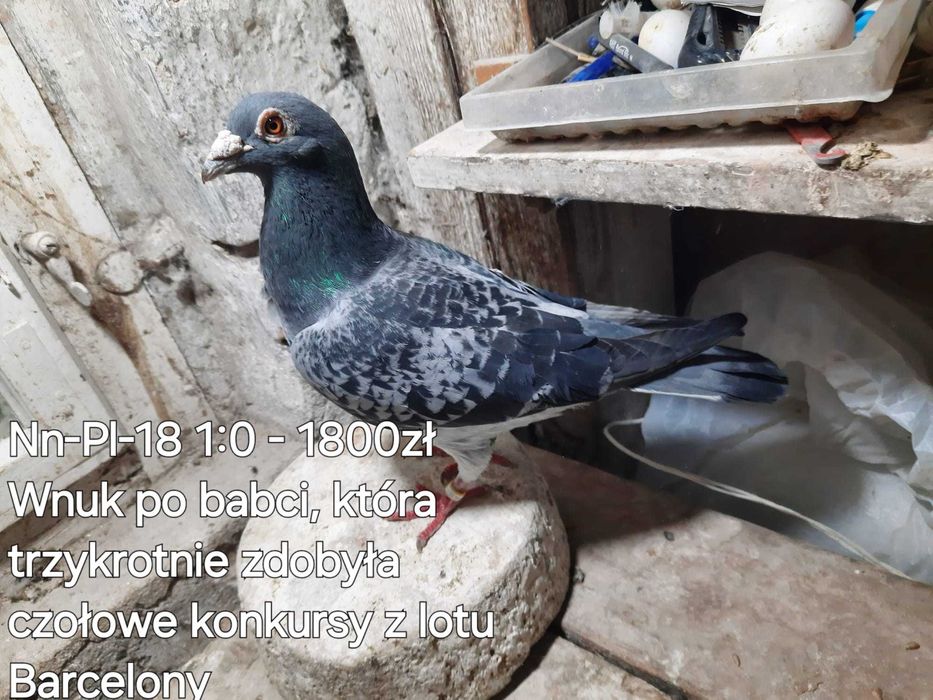 Sprzedam Gołębie Pocztowe