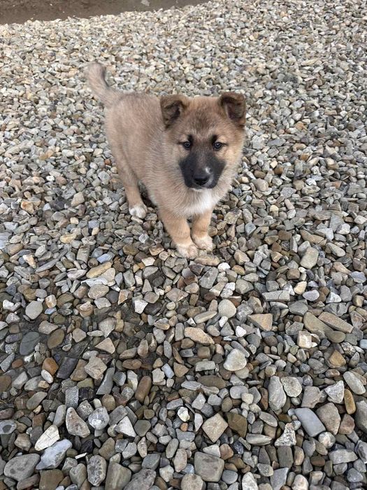 Німецька вівчарка