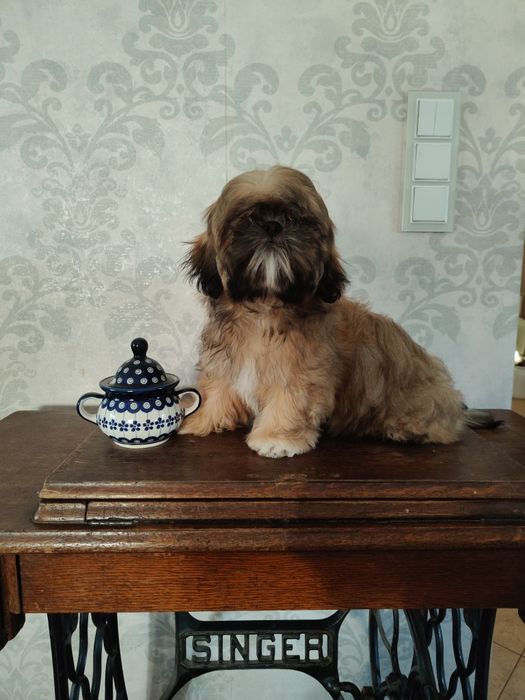 Shih tzu złota suczka z rodowodem