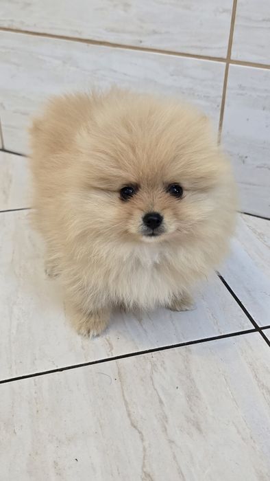 Pomeranian szpic miniaturowy