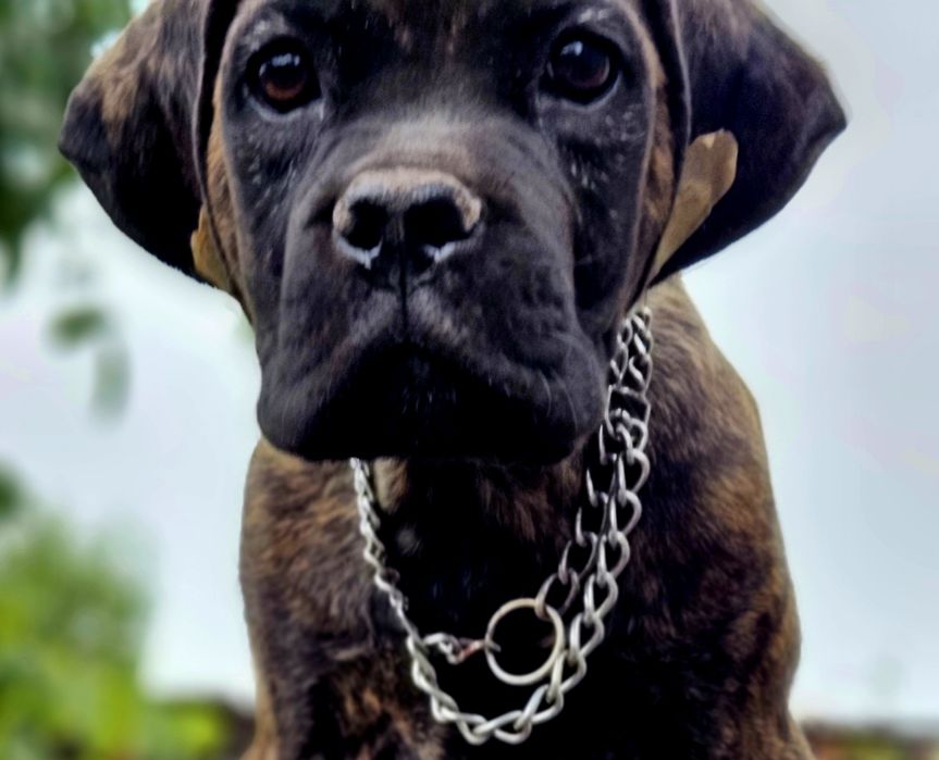 Кане корсо ярко тигровый мальчик