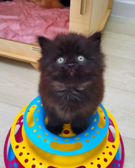 Czarny kocurek Scottish Straight