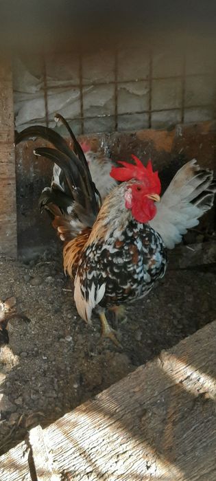 Карликовий півник, дуже гарний співучий порцеляновий півник