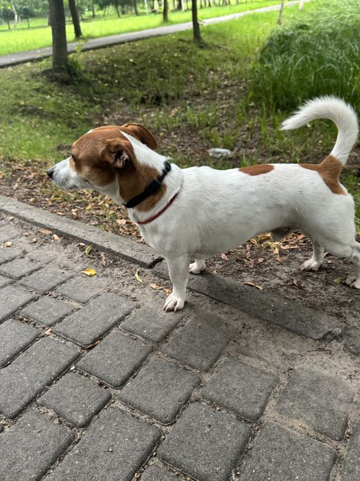 Вязка джек рассел терьєра