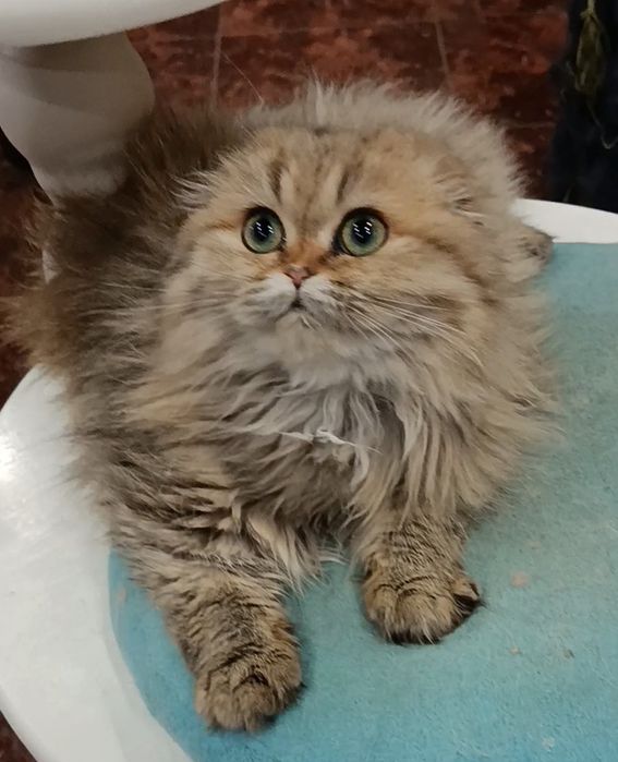 Девочка Шейла золотая шиншилла фолд