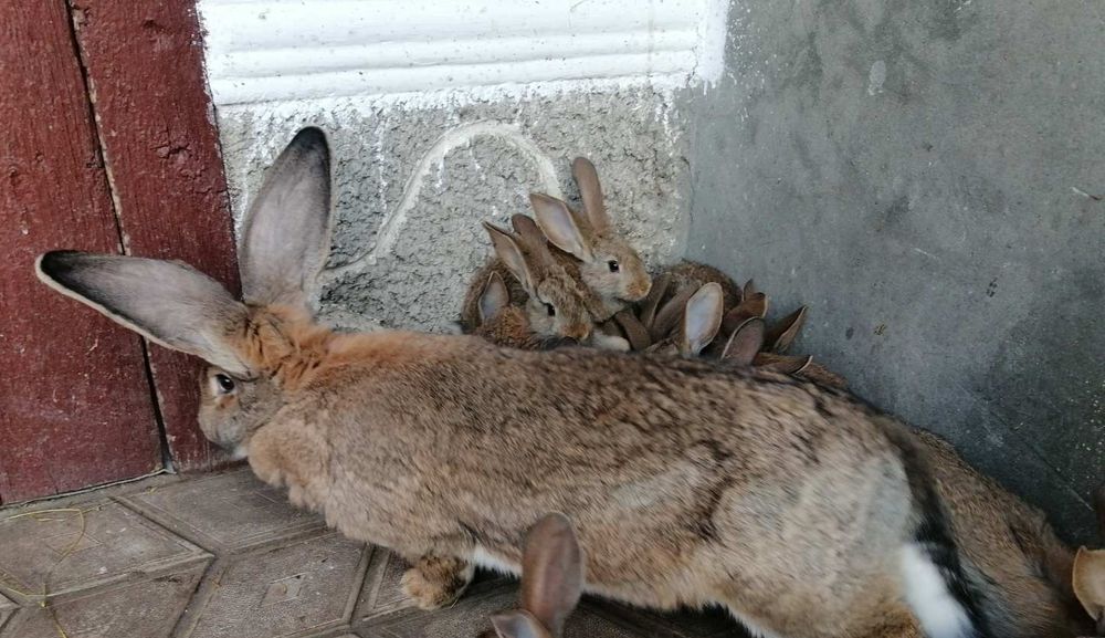 Кролі та кроленята