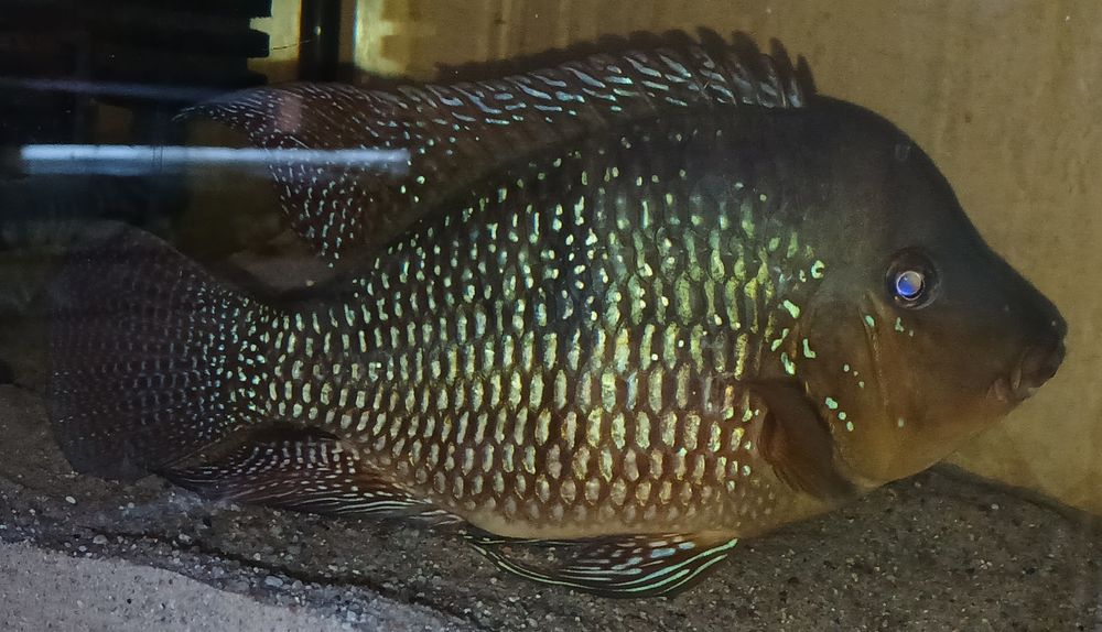 Ziemiojad Brazylijski, Geophagus iporangensis