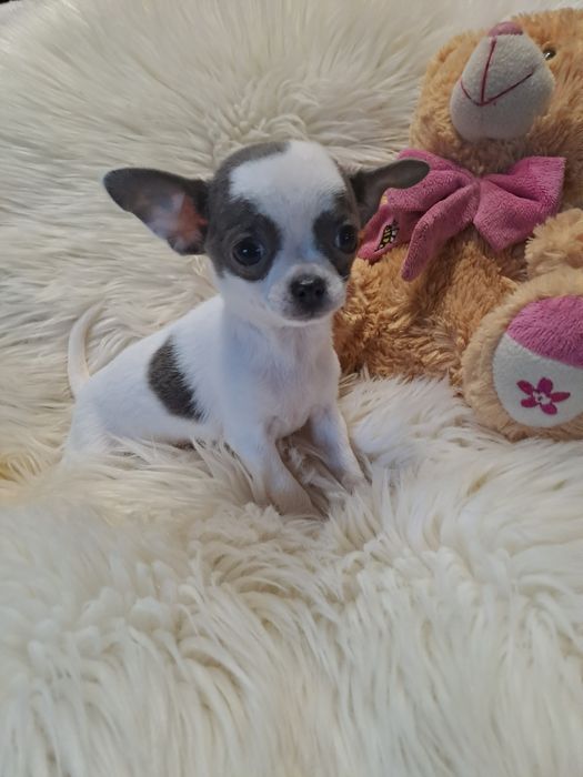 **CARMEN**chihuahua sunia xs biało niebieska zarezerwowana