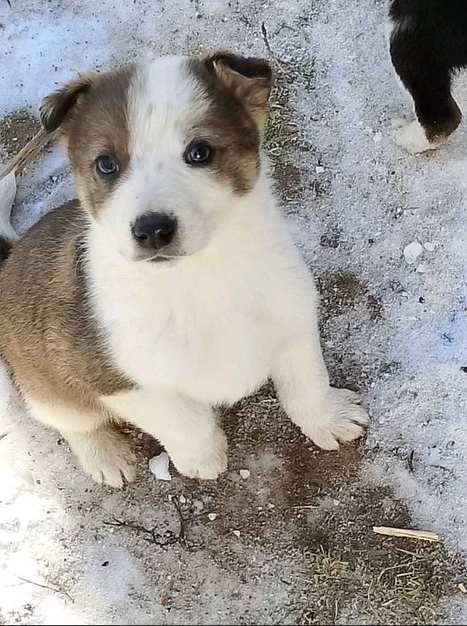 Віддам у добрі руки гарненьких цуценят