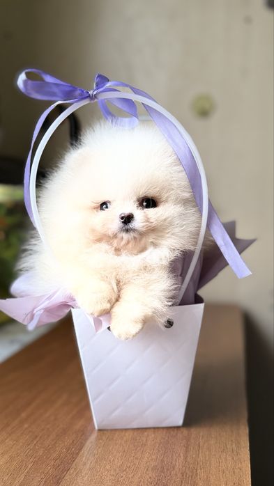 Крихітний малюк помчик