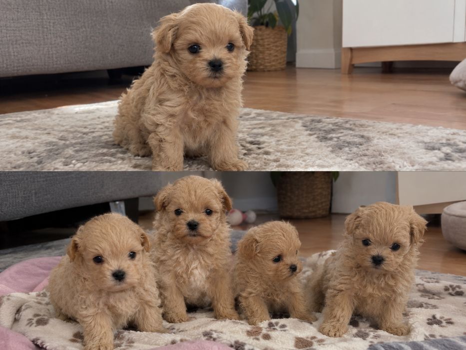 Maltipoo Pudel toy krótkie kufki