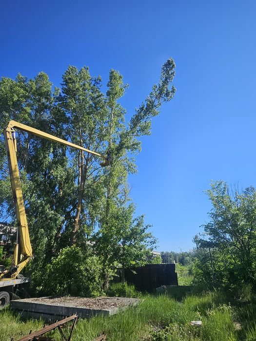 Випиловка дерев різної складності,робота на висоті.випиловка,підрізка,дерева.