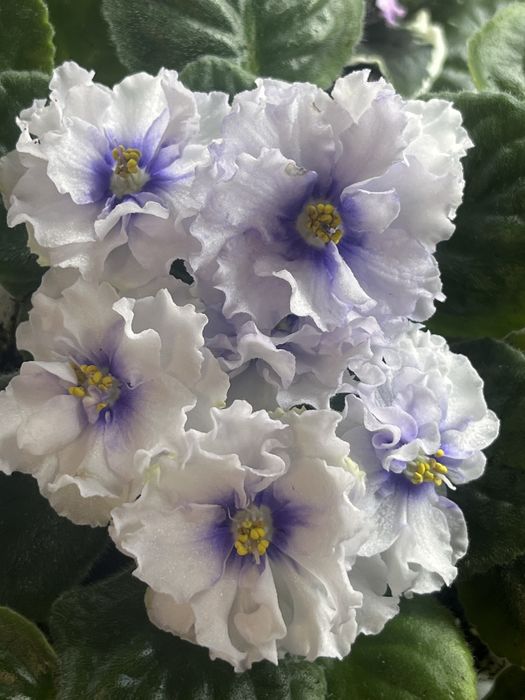 Терміново продам фіалки!