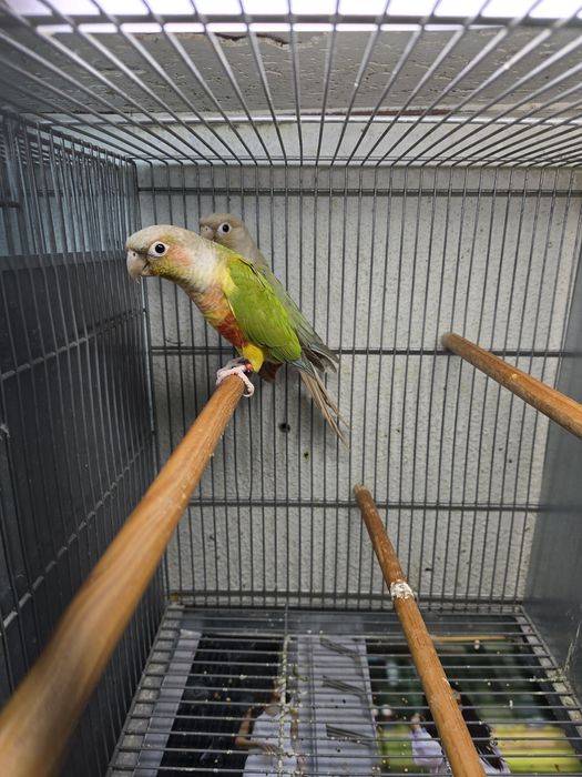 Diversas Aves sortidas