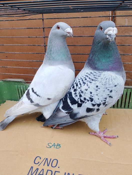 Sprzedam gołębie pocztowe standard para parzystą.